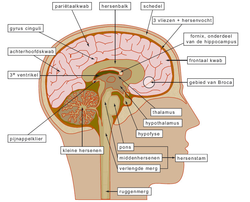 THEORIE 1. De werking van de hersenen 1.1 Anatomie & functies gebieden [8] Hieronder staan de functies van de verschillende gebieden in de hersenen beschreven en uitgelegd (zie afbeelding 2 en 3).