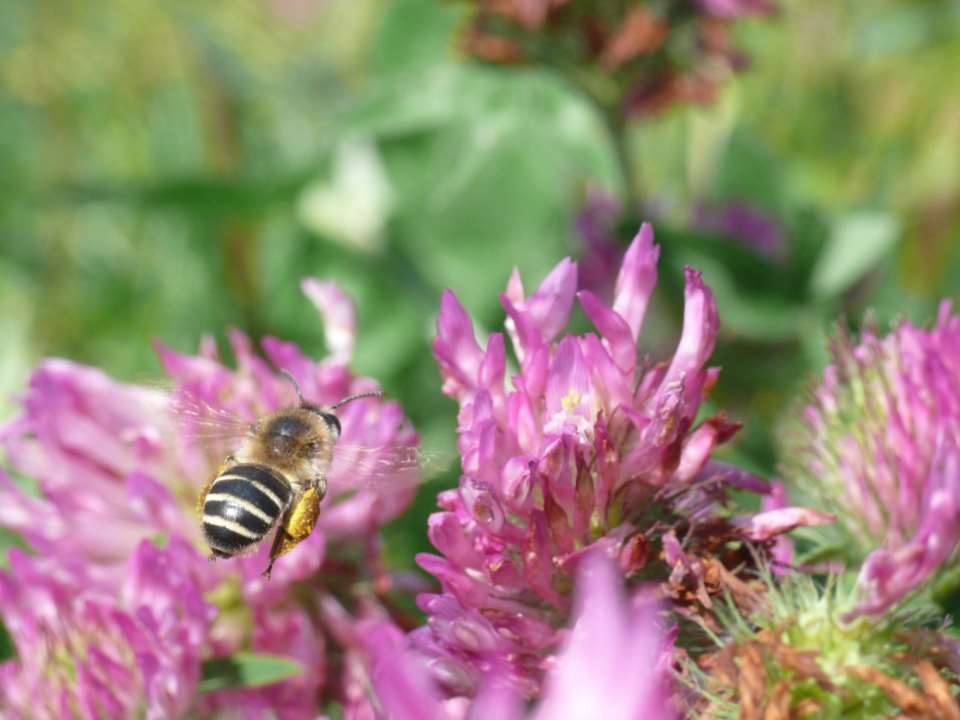 Veld- en fotodeterminatie van wilde bijen