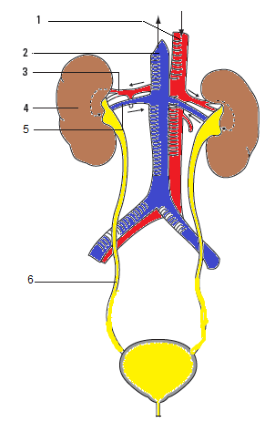 17 a nierslagader nierader Bloed stroomt vanaf de aorta naar de nier via de Bloed stroomt vanaf de nier naar de onderste holle ader via de Een nier krijgt zuurstofrijk loed via de Zuurstofarm loed