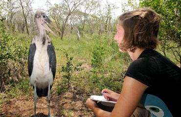 Bescherming van wilde dieren / Savannah Conservation Werk mee aan een project voor de bescherming van wilde dieren in Swaziland.