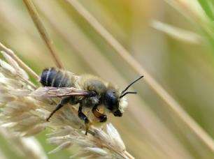 Monitoring deskundigen: nulmeting 2015 71 soorten bijen, 83 soorten zweefvliegen Leuke vondsten: Andrena gravida, A.