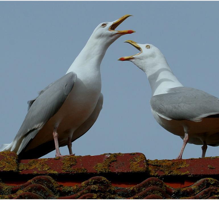 Het wettelijke statuut van