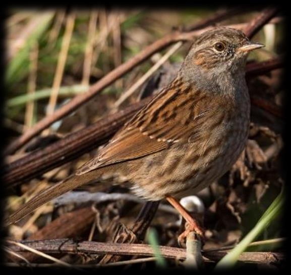 Pestbestrijding: slakken Snoeihout