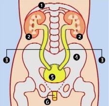 nazorg, mogelijke complicaties, weer naar huis) De ligging van de nieren Een mens heeft twee nieren. Deze boonvormige organen bevinden zich aan weerszijden van de wervelkolom, achterin de buikholte.