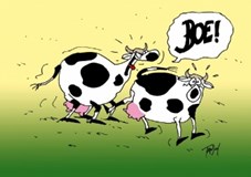 Van de Bovenbouw Mopjes van de maand! Waarom mogen koeien niet naar voetbalwedstrijden gaan kijken?