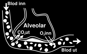 12 Het aantal alveolen is gigantisch, ongeveer 300 miljoen, en de oppervlak 55 tot 70 m 2.