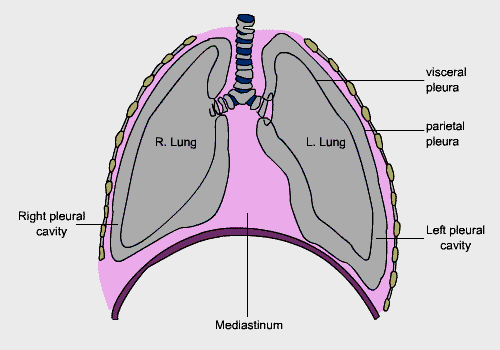 Het mediastinum Dit is de centrale ruimte in de borstkas: Wordt aan voorzijde begrensd door het sternum (borstbeen). Aan onderzijde door diafragma (middenrif).