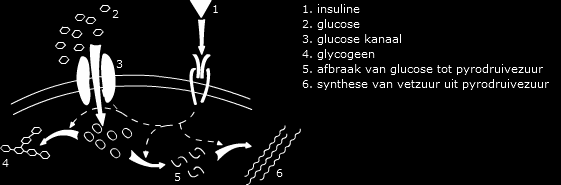 Stap 5 Opdracht 2 Molecuulstructuur b. Secundaire structuur. c. Op 3 plaatsen. Op 1 plaats. Opdracht 4 Insuline a. Insuline wordt in de darm afgebroken. b. Er is voortdurend een beetje insuline in het bloed in plaats van in kortdurend keer heel veel.