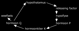 De hypofyse kn.