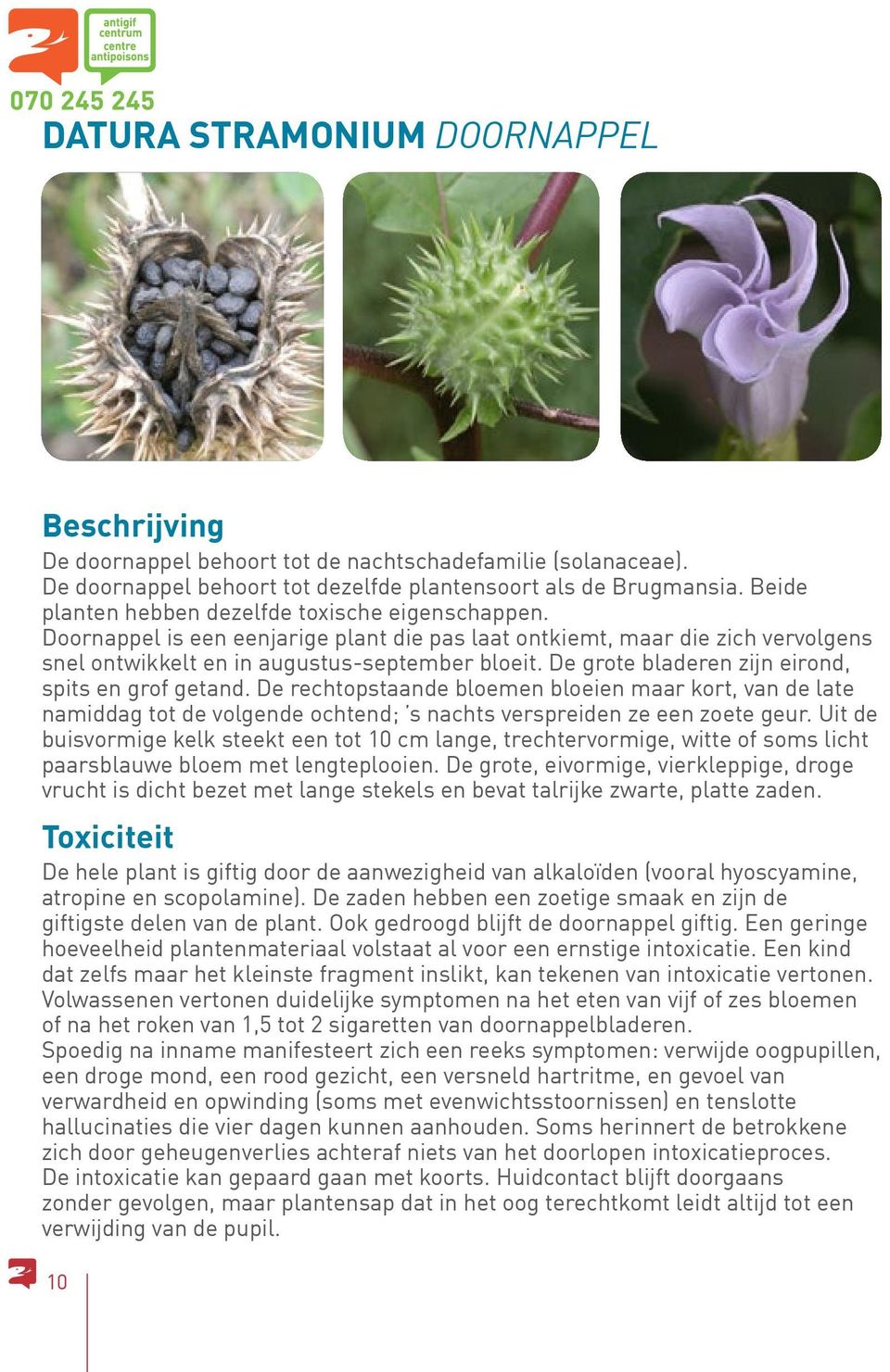 De grote bladeren zijn eirond, spits en grof getand. De rechtopstaande bloemen bloeien maar kort, van de late namiddag tot de volgende ochtend; s nachts verspreiden ze een zoete geur.