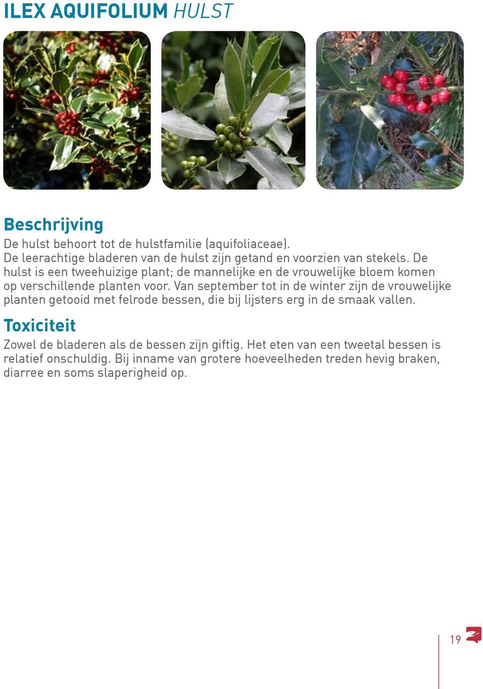 De hulst is een tweehuizige plant; de mannelijke en de vrouwelijke bloem komen op verschillende planten voor.