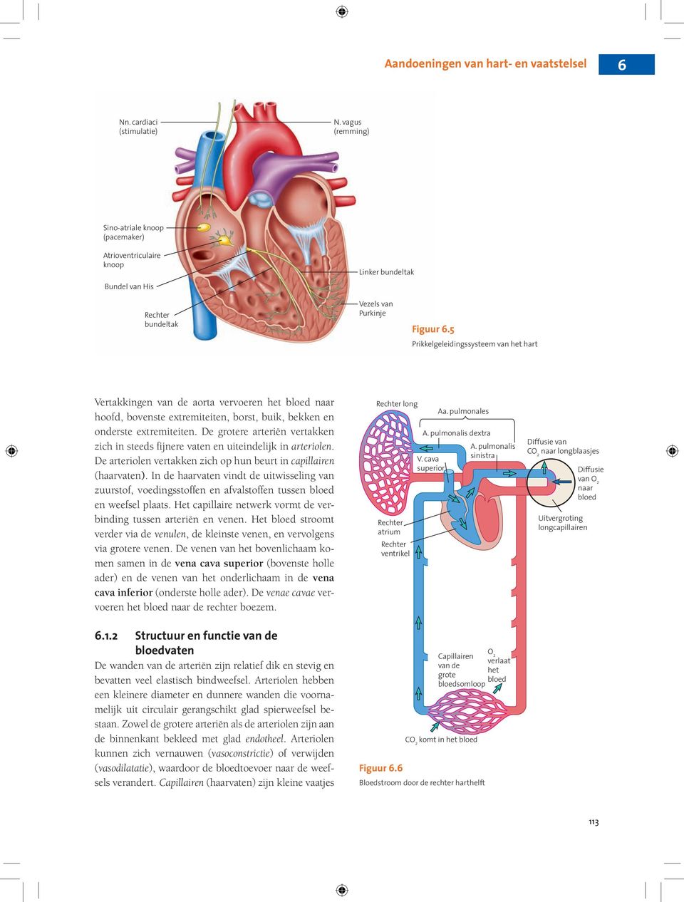 De grotere arteriën vertakken zich in steeds fijnere vaten en uiteindelijk in arteriolen. De arteriolen vertakken zich op hun beurt in capillairen (haarvaten).
