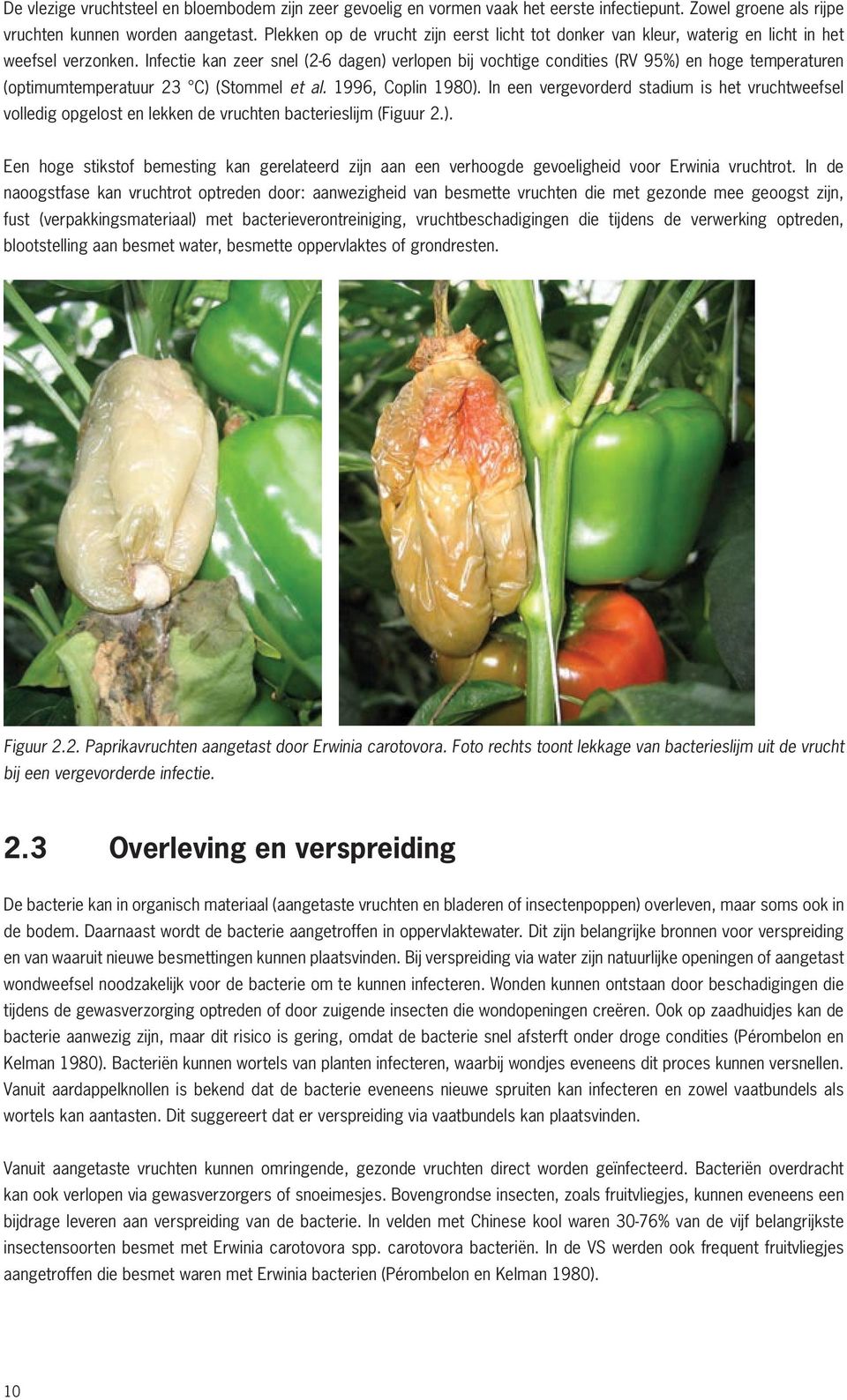 Infectie kan zeer snel (26 dagen) verlopen bij vochtige condities (RV 95%) en hoge temperaturen (optimumtemperatuur 23 C) (Stommel et al. 1996, Coplin 1980).