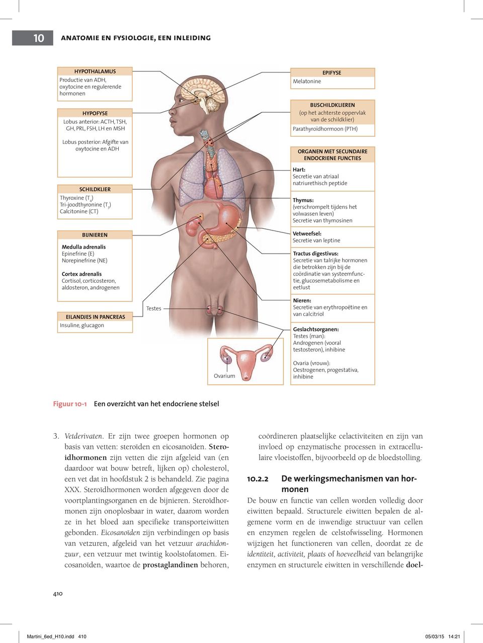 aldosteron, androgenen EILANDJES IN PANCREAS Insuline, glucagon Testes EPIFYSE Melatonine BIJSCHILDKLIEREN (op het achterste oppervlak van de schildklier) Parathyroïdhormoon (PTH) ORGANEN MET