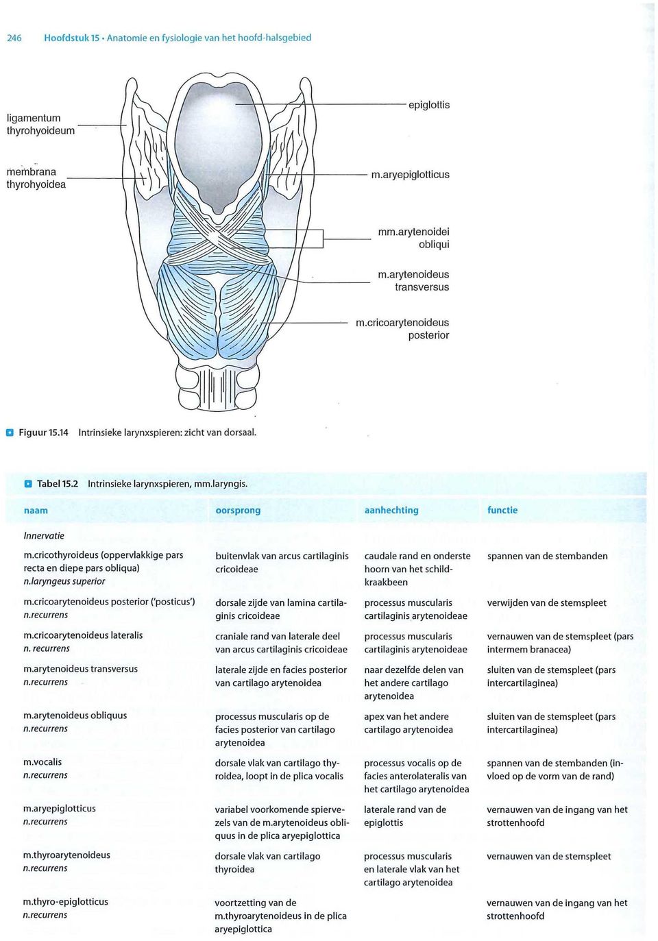 laryngeus superior buitenvlak van arcus cartilaginis cricoideae caudale rand en onderste hoorn van het schildkraakbeen spannen van de stembanden m.cricoarytenoideus posterior ('posticus') n.