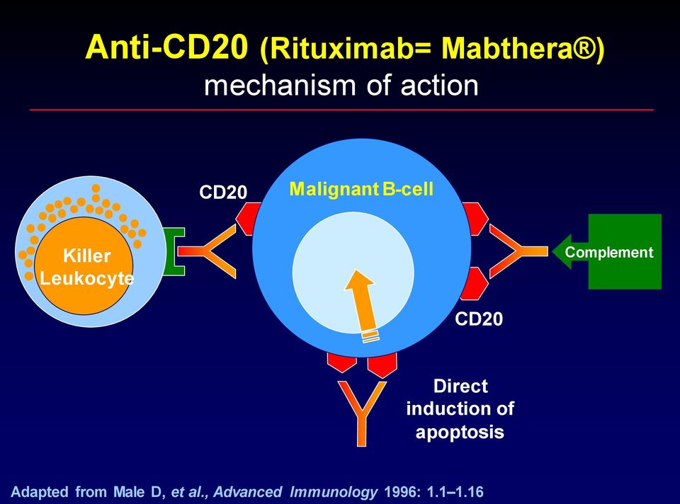 Complement CD20 Direct induction of apoptosis