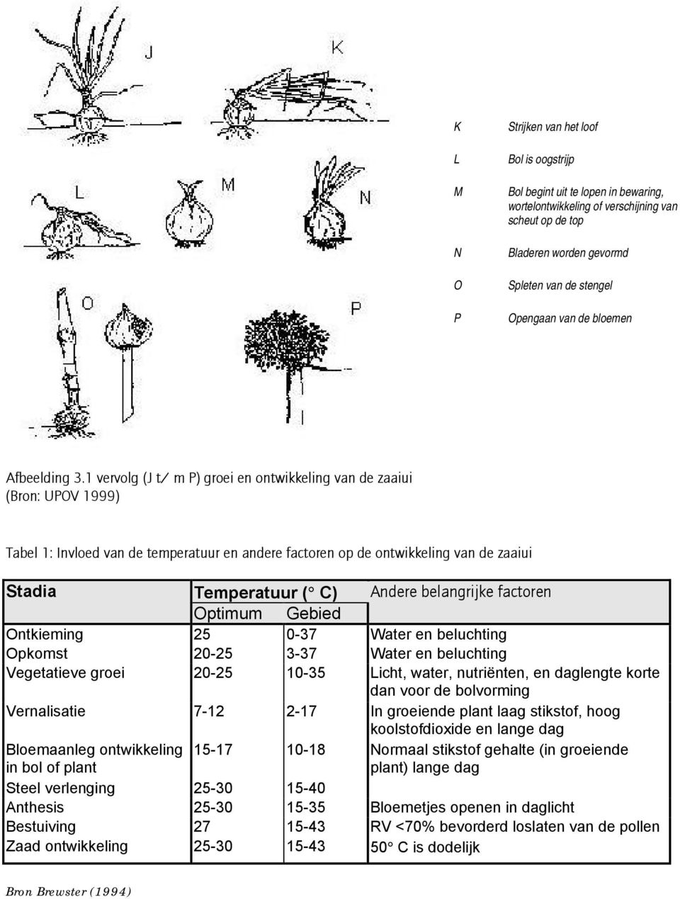 1 vervolg (J t/ m P) groei en ontwikkeling van de zaaiui (Bron: UPOV 1999) Tabel 1: Invloed van de temperatuur en andere factoren op de ontwikkeling van de zaaiui Stadia Temperatuur ( C) Andere