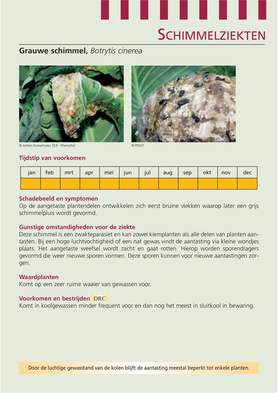 Bij een hoge luchtvochtigheid of een nat gewas vindt de aantasting via kleine wondjes plaats. Het aangetaste weefsel wordt zacht en gaat rotten.