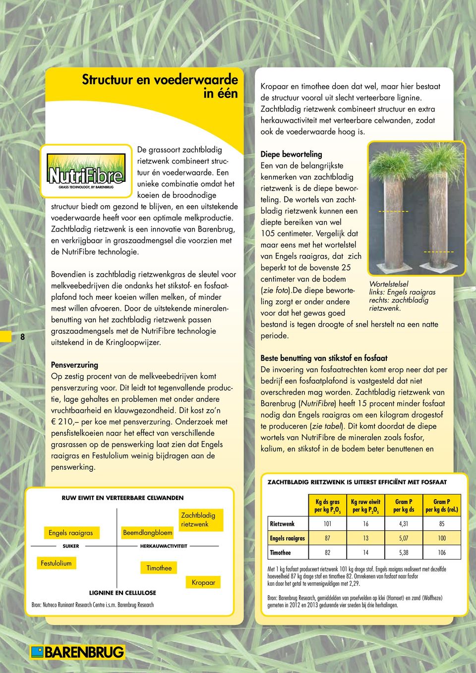 Zachtbladig rietzwenk is een innovatie van Barenbrug, en verkrijgbaar in graszaadmengsel die voorzien met de NutriFibre technologie.