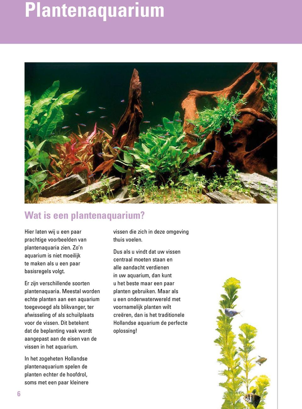 Dit betekent dat de beplanting vaak wordt aangepast aan de eisen van de vissen in het aquarium. vissen die zich in deze omgeving thuis voelen.