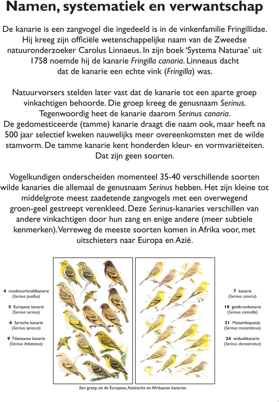 Linneaus dacht dat de kanarie een echte vink (Fringilla) was. Natuurvorsers stelden later vast dat de kanarie tot een aparte groep vinkachtigen behoorde. Die groep kreeg de genusnaam Serinus.