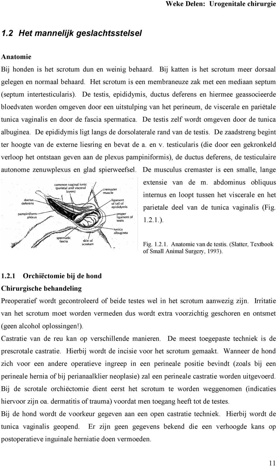 De testis, epididymis, ductus deferens en hiermee geassocieerde bloedvaten worden omgeven door een uitstulping van het perineum, de viscerale en pariëtale tunica vaginalis en door de fascia