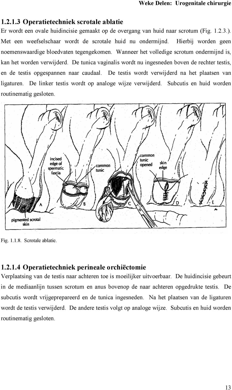 De tunica vaginalis wordt nu ingesneden boven de rechter testis, en de testis opgespannen naar caudaal. De testis wordt verwijderd na het plaatsen van ligaturen.