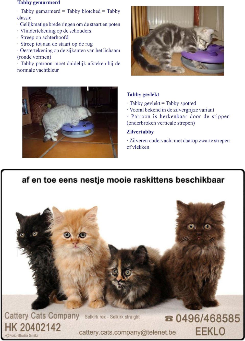 patroon moet duidelijk afsteken bij de normale vachtkleur Tabby gevlekt Tabby gevlekt = Tabby spotted Vooral bekend in de zilvergrijze