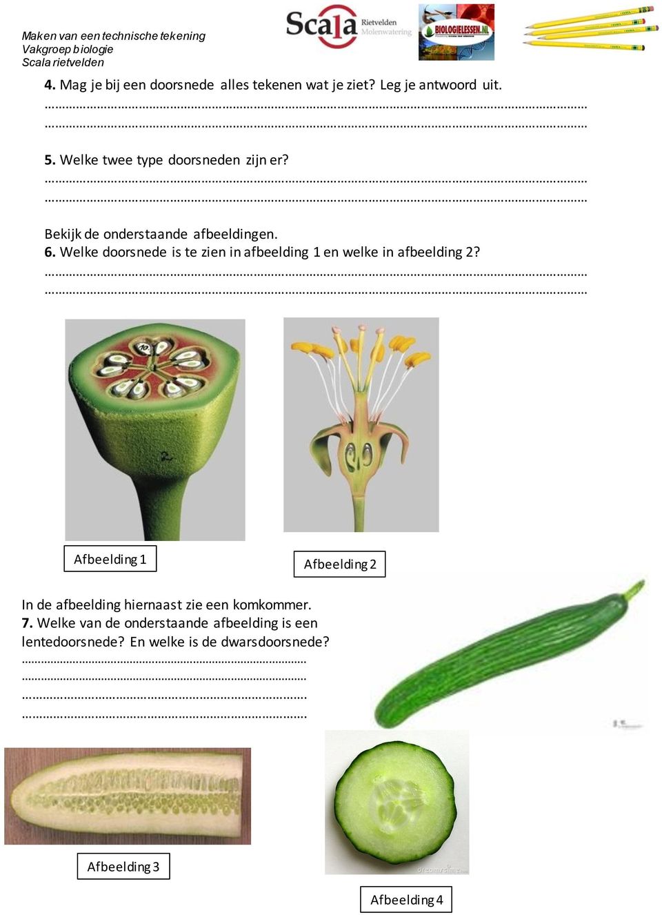 Welke doorsnede is te zien in afbeelding 1 en welke in afbeelding 2?