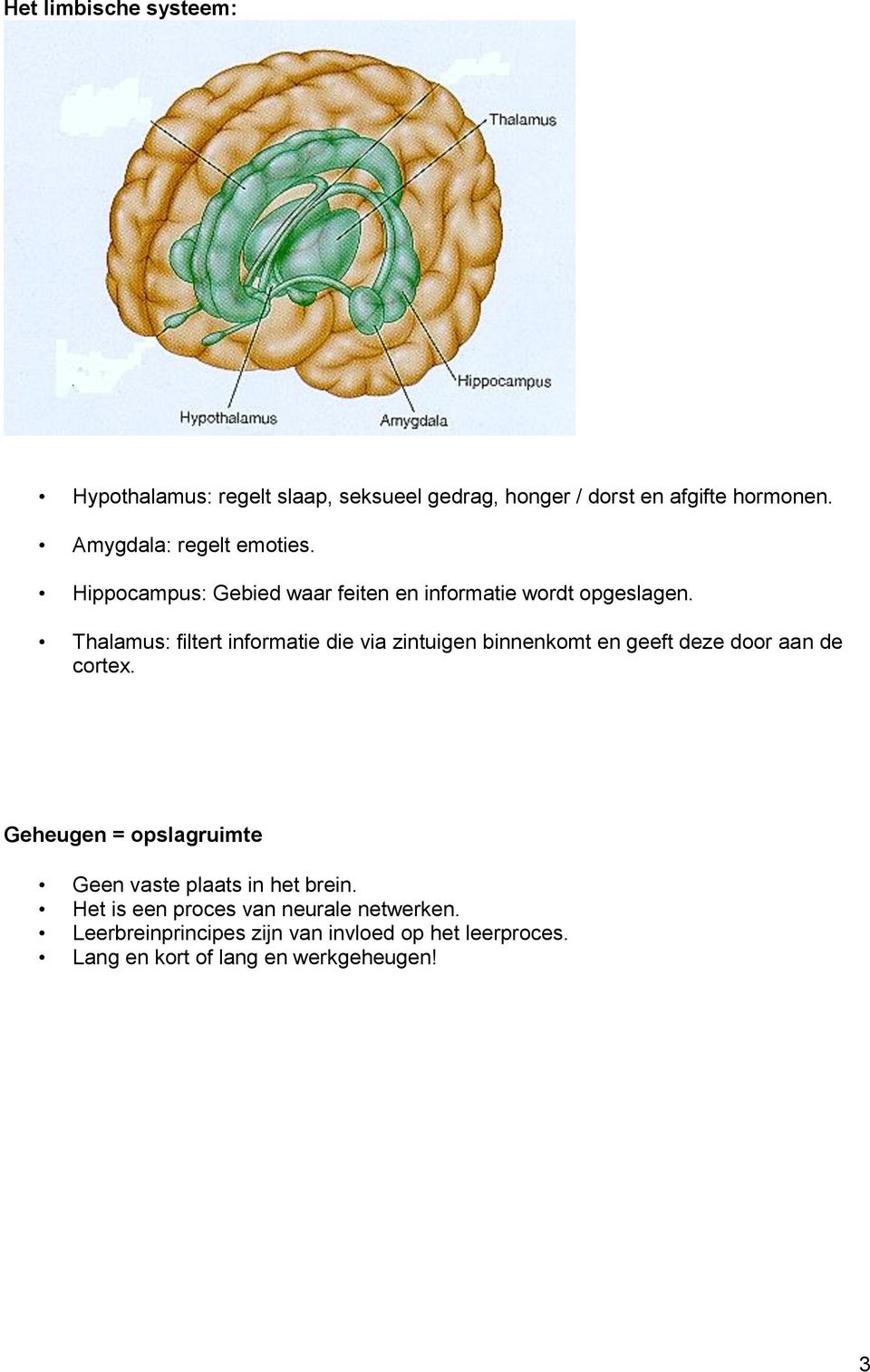 Thalamus: filtert informatie die via zintuigen binnenkomt en geeft deze door aan de cortex.