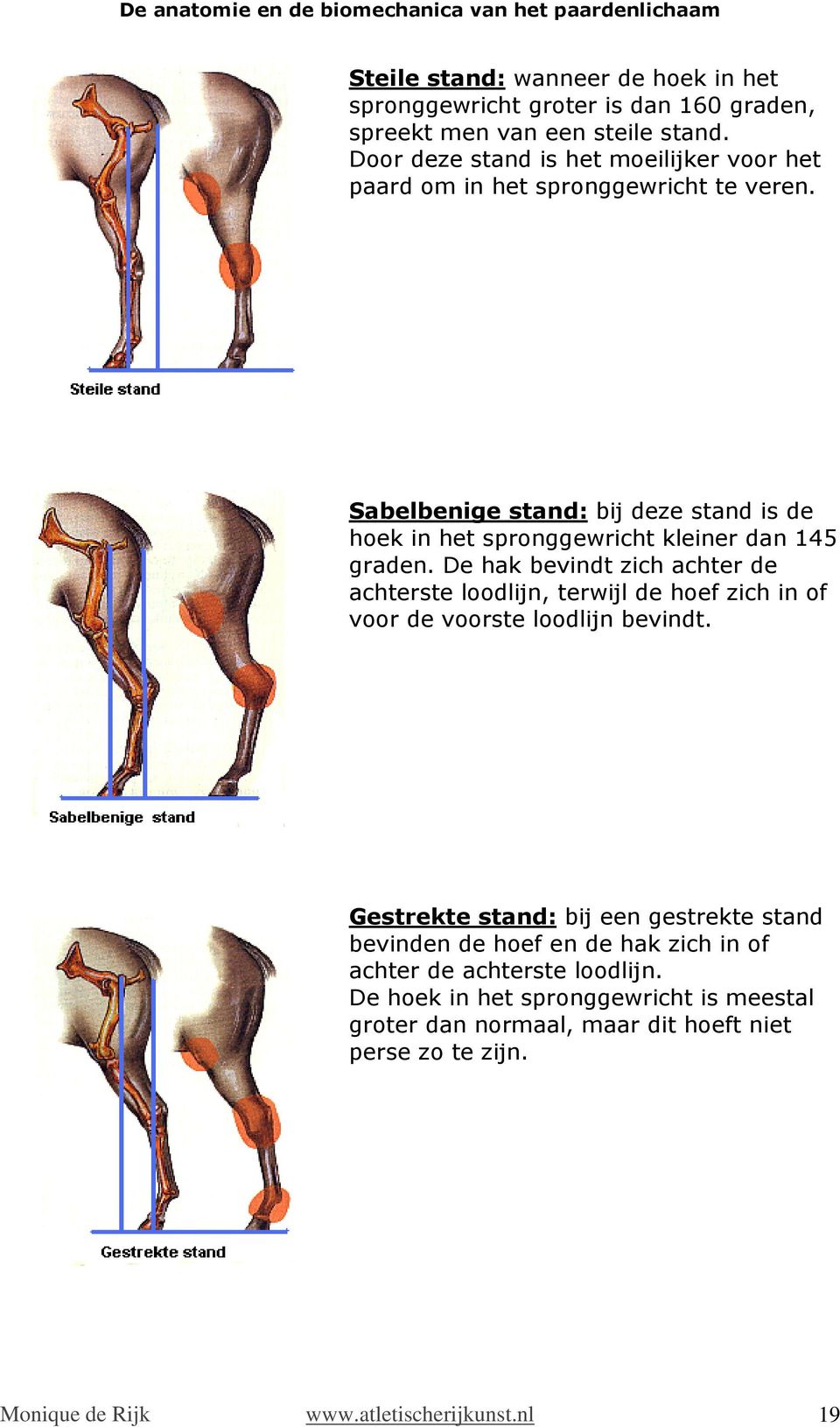 Sabelbenige stand: bij deze stand is de hoek in het spronggewricht kleiner dan 145 graden.