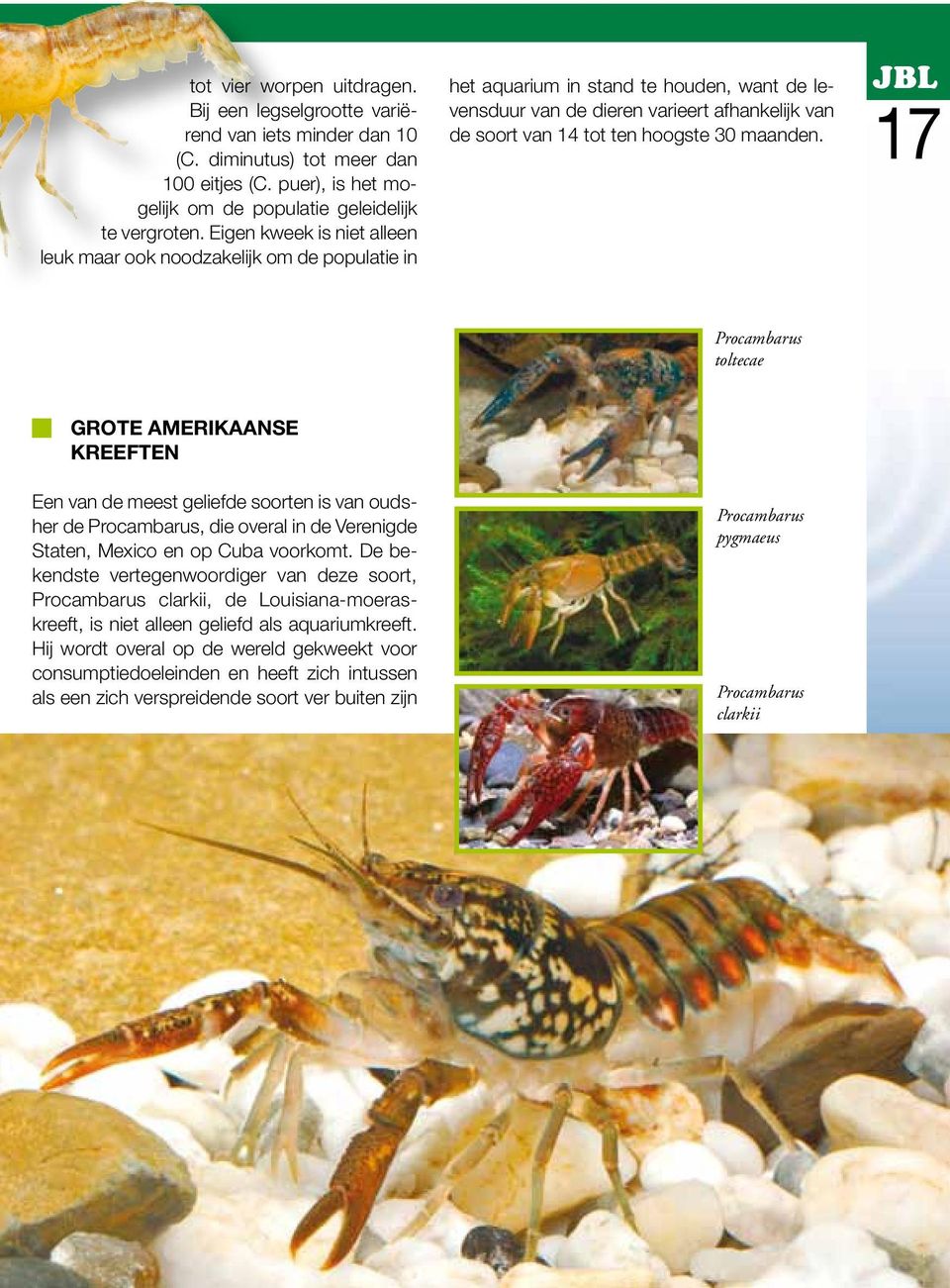 maanden. JBL 17 Procambarus toltecae GROTE AMERIKAANSE KREEFTEN Een van de meest geliefde soorten is van oudsher de Procambarus, die overal in de Verenigde Staten, Mexico en op Cuba voorkomt.