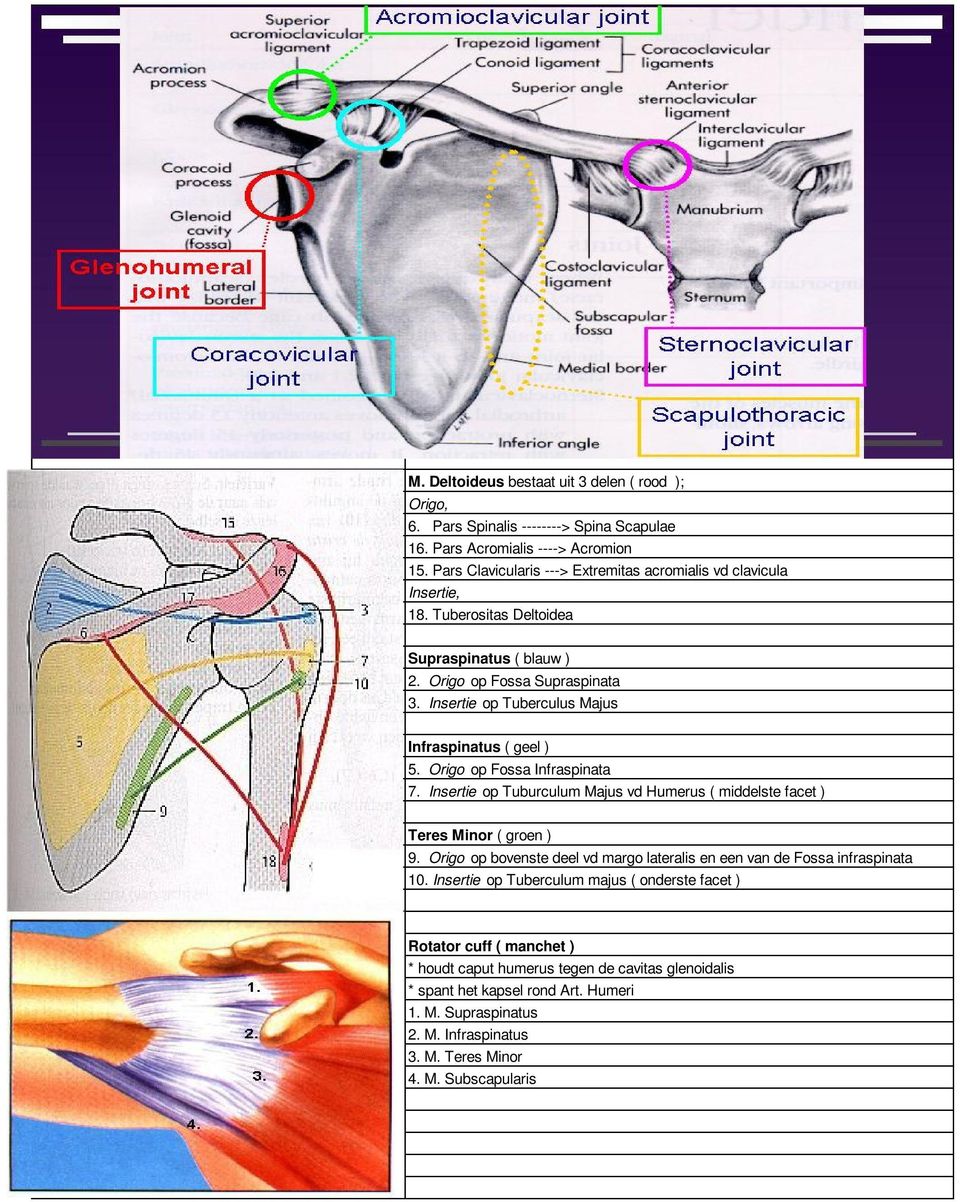 Insertie op Tuberculus Majus Infraspinatus ( geel ) 5. Origo op Fossa Infraspinata 7. Insertie op Tuburculum Majus vd Humerus ( middelste facet ) Teres Minor ( groen ) 9.