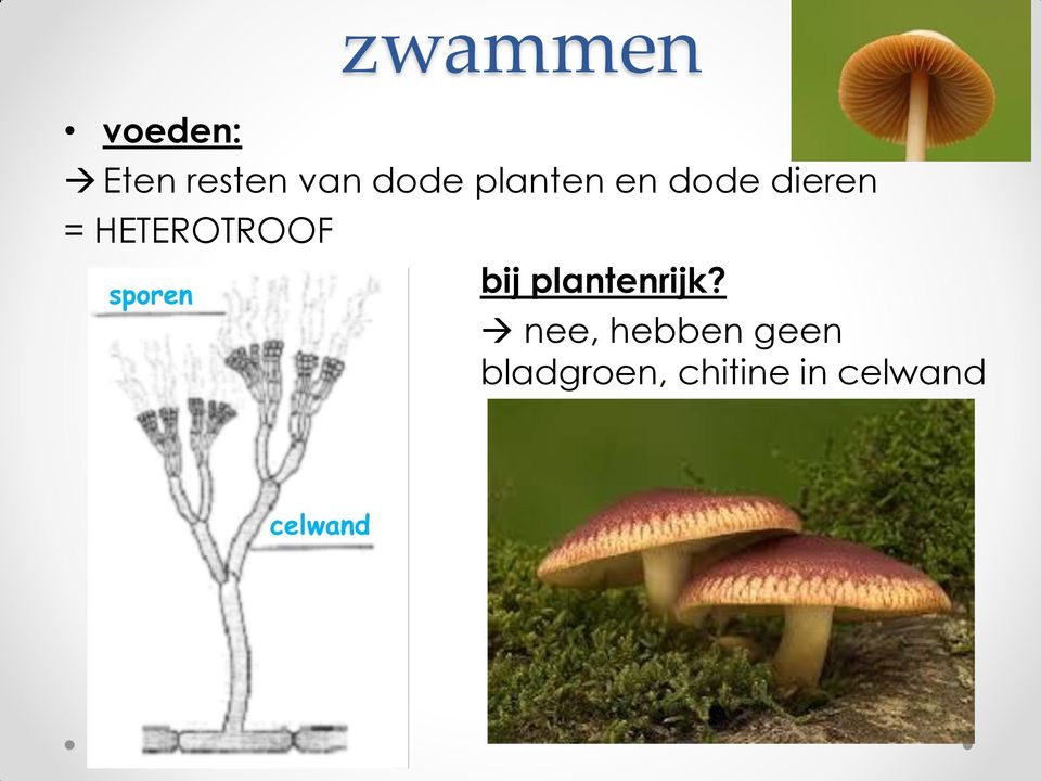 HETEROTROOF bij plantenrijk?