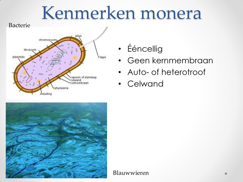 kernmembraan Auto- of