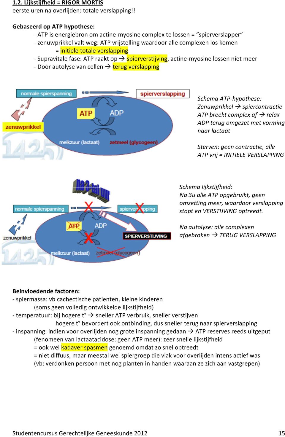 verslapping - Supravitale fase: ATP raakt op spierverstijving, actine- myosine lossen niet meer - Door autolyse van cellen terug verslapping Schema ATP- hypothese: Zenuwprikkel spiercontractie ATP