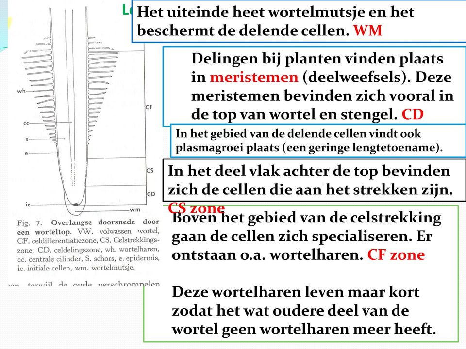 CD In het zone gebied van de delende cellen vindt ook plasmagroei plaats (een geringe lengtetoename).