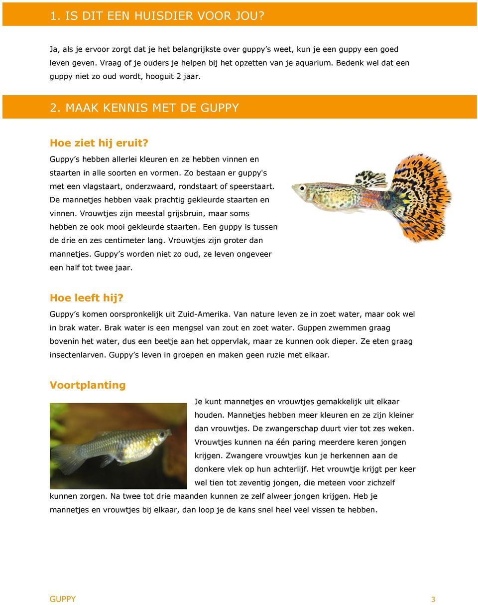 Guppy s hebben allerlei kleuren en ze hebben vinnen en staarten in alle soorten en vormen. Zo bestaan er guppy's met een vlagstaart, onderzwaard, rondstaart of speerstaart.