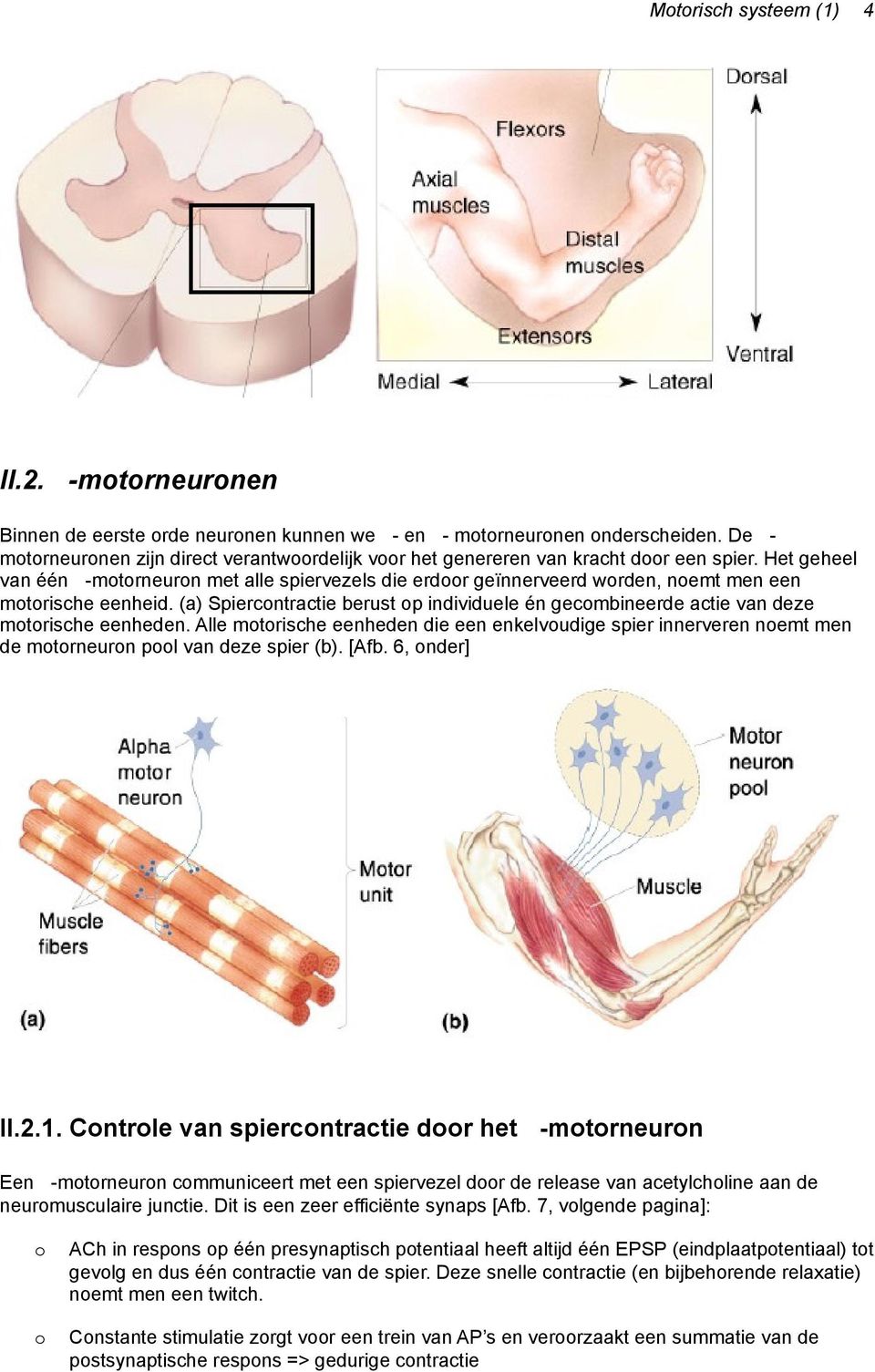 Het geheel van één -motorneuron met alle spiervezels die erdoor geïnnerveerd worden, noemt men een motorische eenheid.