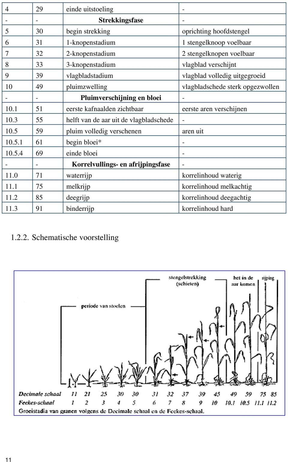 1 51 eerste kafnaalden zichtbaar eerste aren verschijnen 10.3 55 helft van de aar uit de vlagbladschede - 10.5 59 pluim volledig verschenen aren uit 10.5.1 61 begin bloei* - 10.5.4 69 einde bloei - - - Korrelvullings- en afrijpingsfase - 11.