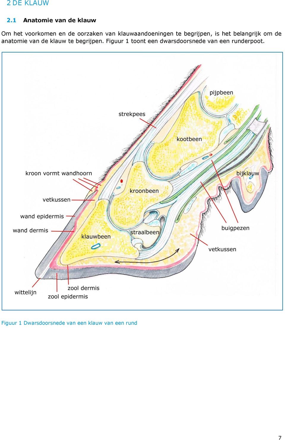 klauwaandoeningen te begrijpen, is het belangrijk om de anatomie