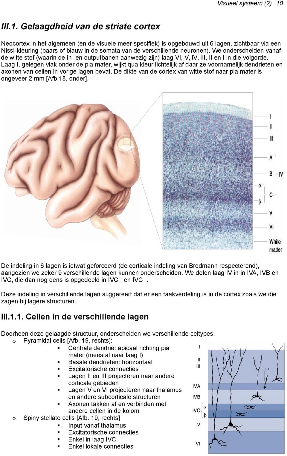 Gelaagdheid van de striate cortex Neocortex in het algemeen (en de visuele meer specifiek) is opgebouwd uit 6 lagen, zichtbaar via een Nissl-kleuring (paars of blauw in de somata van de verschillende
