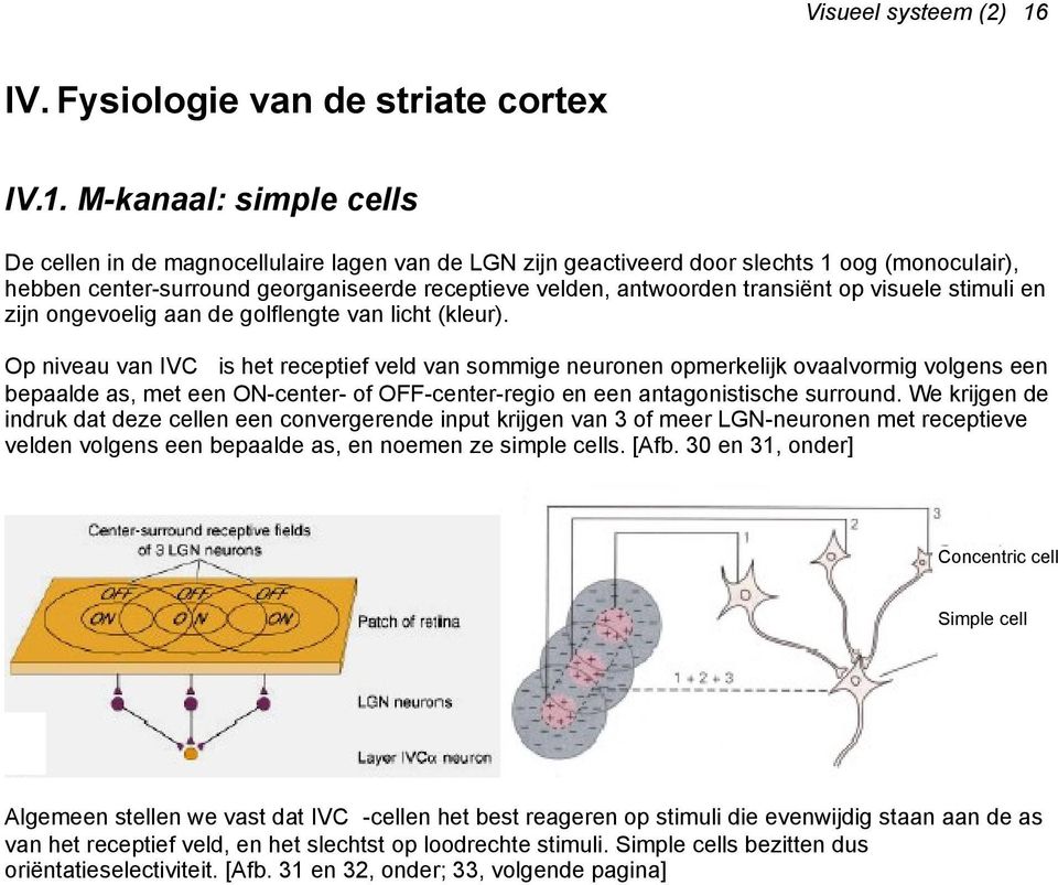 M-kanaal: simple cells De cellen in de magnocellulaire lagen van de LGN zijn geactiveerd door slechts 1 oog (monoculair), hebben center-surround georganiseerde receptieve velden, antwoorden transiënt