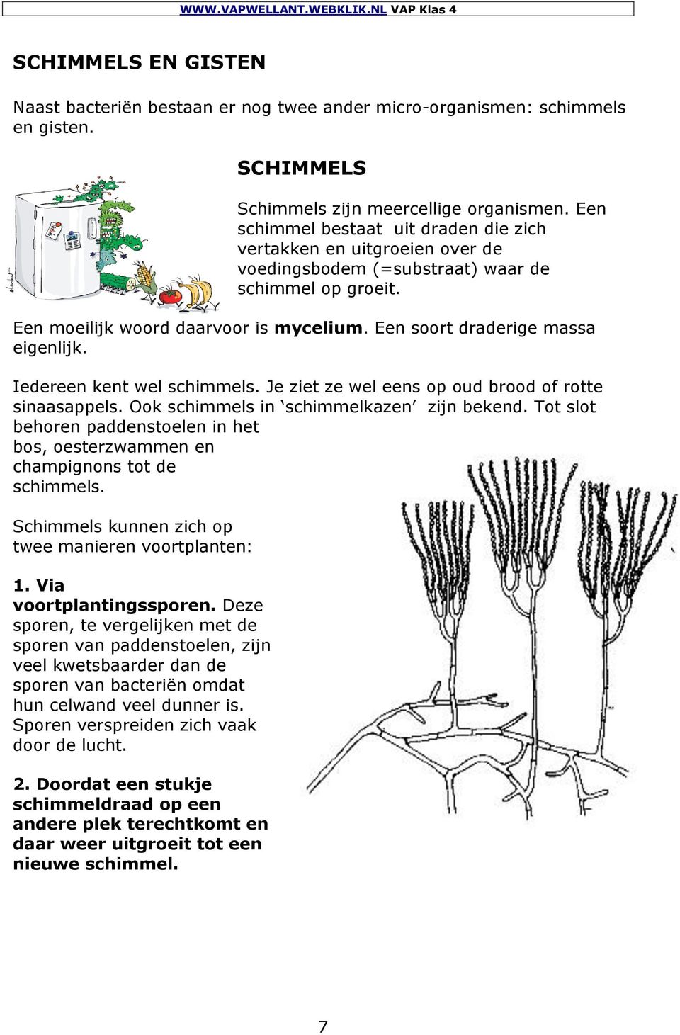 Een soort draderige massa eigenlijk. Iedereen kent wel schimmels. Je ziet ze wel eens op oud brood of rotte sinaasappels. Ook schimmels in schimmelkazen zijn bekend.