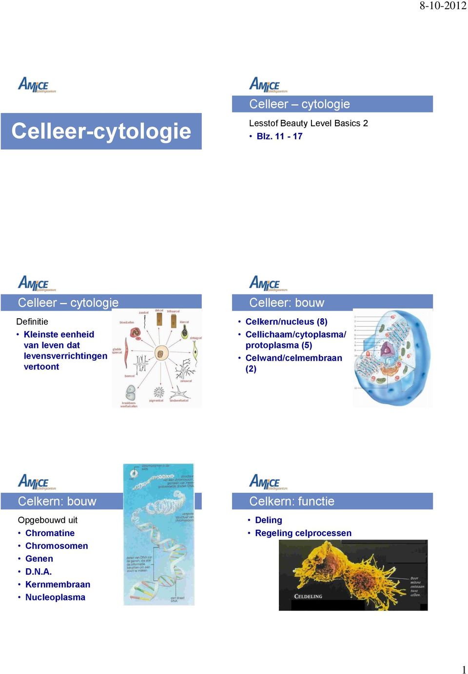 Celleer: bouw Celkern/nucleus (8) Cellichaam/cytoplasma/ protoplasma (5) Celwand/celmembraan (2)