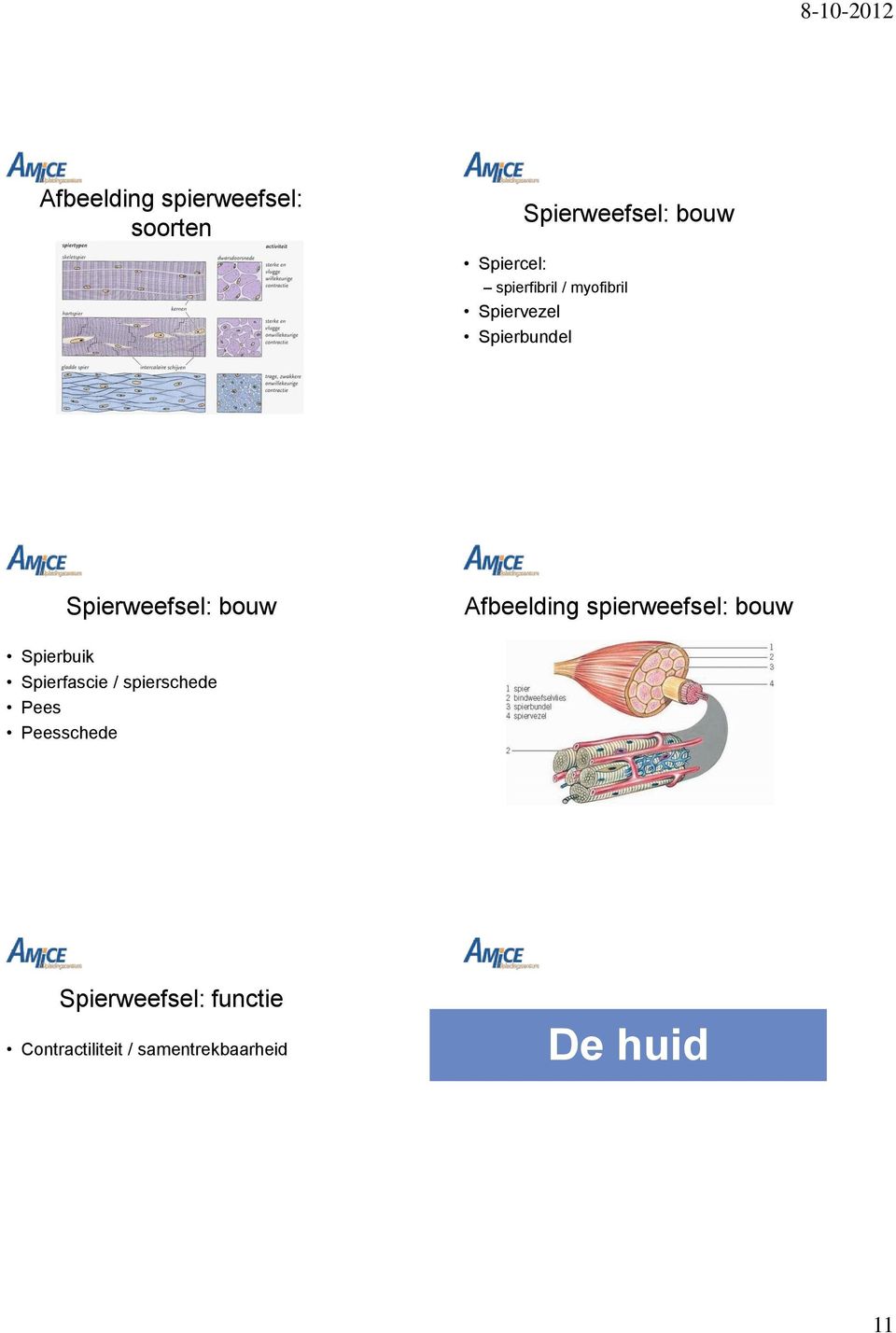 Spierbuik Spierfascie / spierschede Pees Peesschede Afbeelding