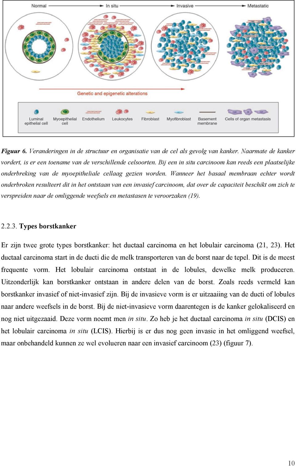 Wanneer het basaal membraan echter wordt onderbroken resulteert dit in het ontstaan van een invasief carcinoom, dat over de capaciteit beschikt om zich te verspreiden naar de omliggende weefsels en