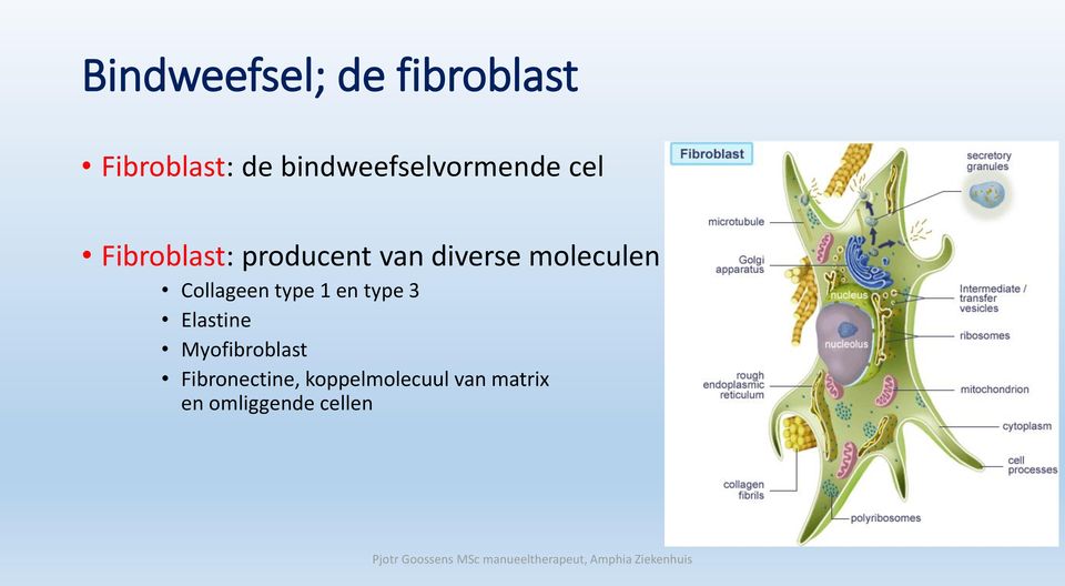 diverse moleculen Collageen type 1 en type 3 Elastine