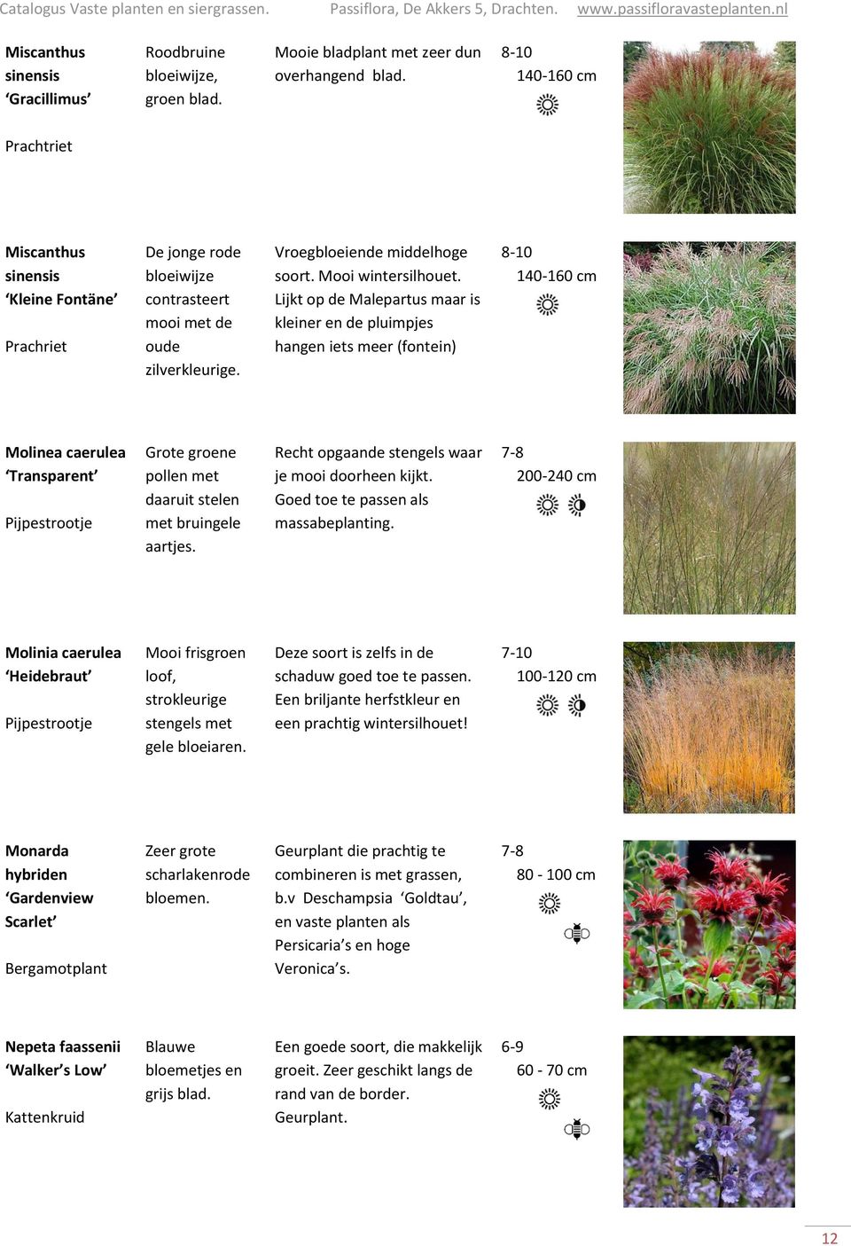 Lijkt op de Malepartus maar is kleiner en de pluimpjes hangen iets meer (fontein) 8-10 140-160 cm Molinea caerulea Transparent Pijpestrootje Grote groene pollen met daaruit stelen met bruingele