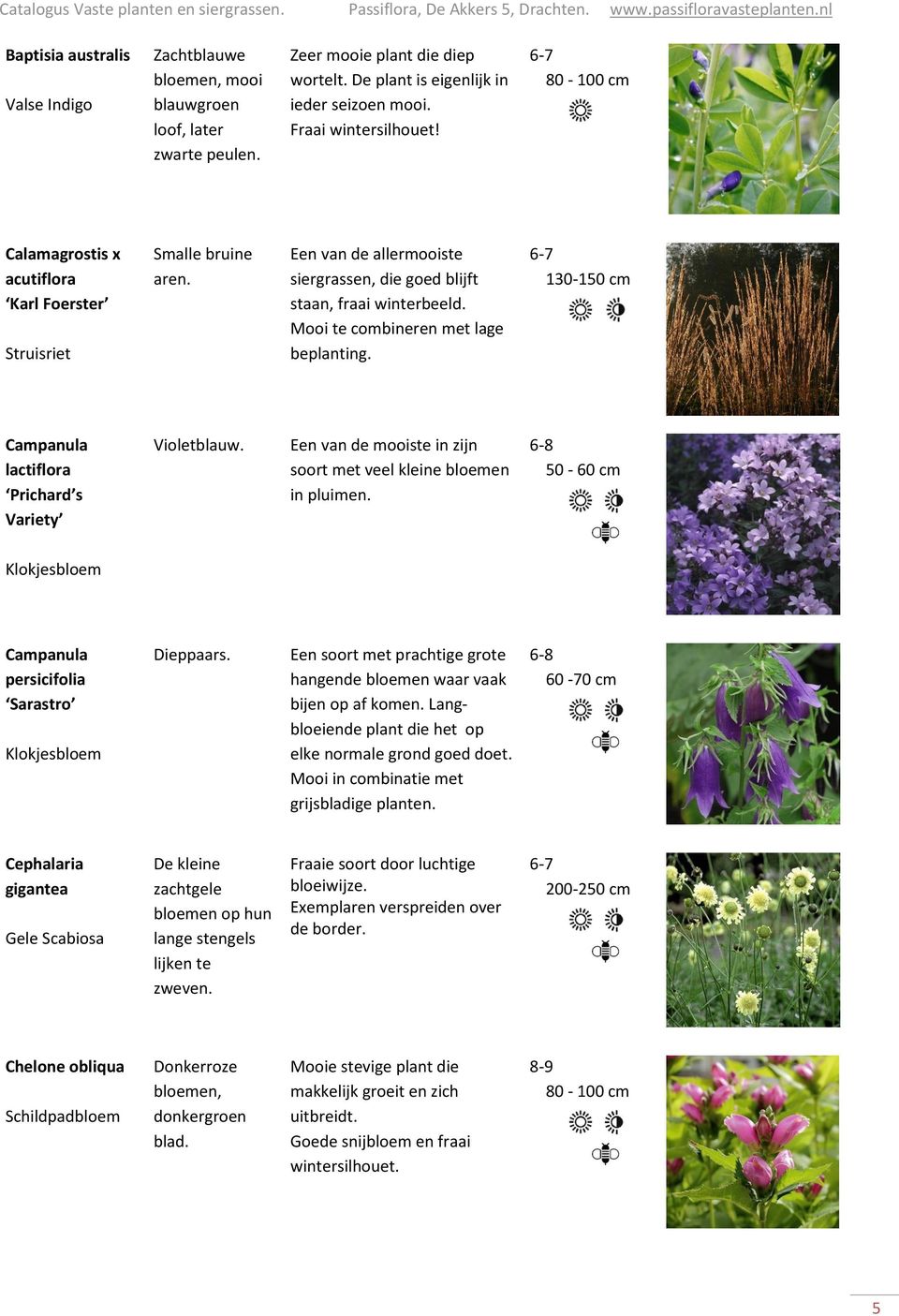 130-150 cm Campanula lactiflora Prichard s Variety Violetblauw. Een van de mooiste in zijn soort met veel kleine bloemen in pluimen.